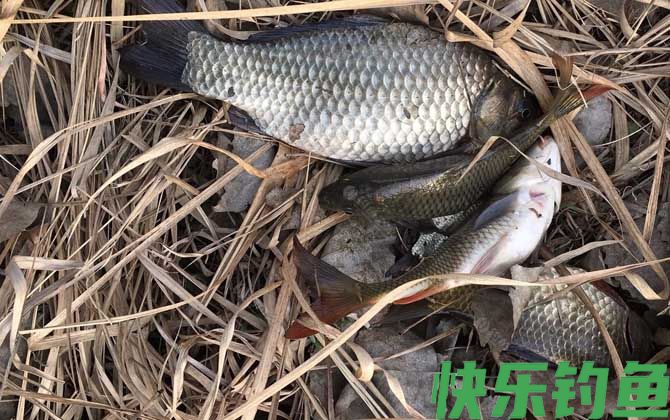 野钓鲫鱼的技巧和方法(图5)