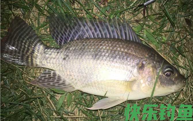 下午钓鱼钓深还是浅？(图3)