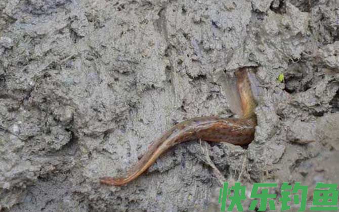 钓泥鳅是钓底还是钓浮?(图3) 钓泥鳅是钓底还是钓浮?(图3)