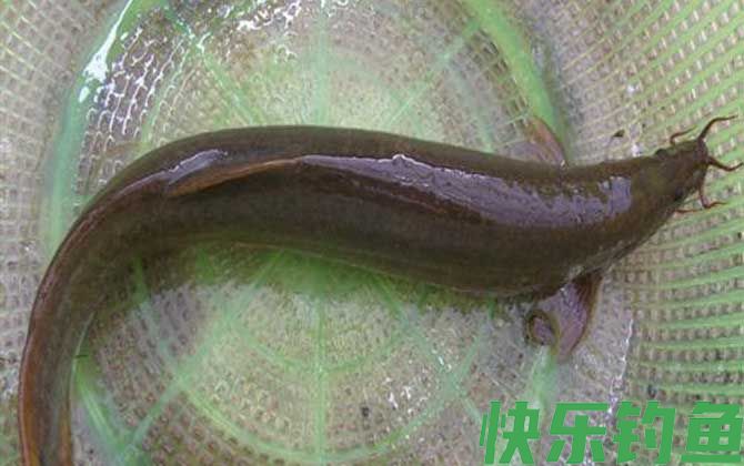 钓泥鳅是钓底还是钓浮?(图4) 钓泥鳅是钓底还是钓浮?(图4)