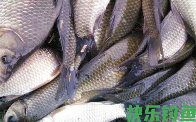 秋天野钓鲫鱼调漂的正确方法(图4)