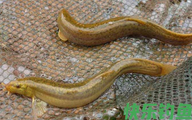 泥鳅钓鱼钓底还是钓浮?(图2) 泥鳅钓鱼钓底还是钓浮?(图2)