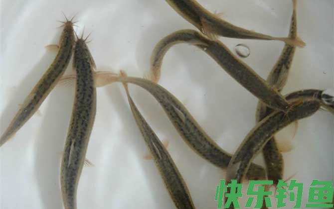 泥鳅钓鱼钓底还是钓浮?(图4) 泥鳅钓鱼钓底还是钓浮?(图4)