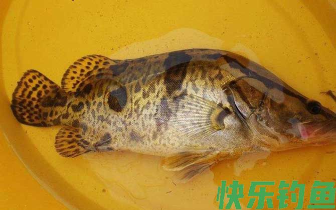 手竿钓鳜鱼怎么钓最好?(图4) 手竿钓鳜鱼怎么钓最好?(图4)