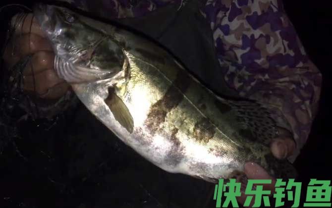 手竿钓鳜鱼怎么钓最好?(图3) 手竿钓鳜鱼怎么钓最好?(图3)
