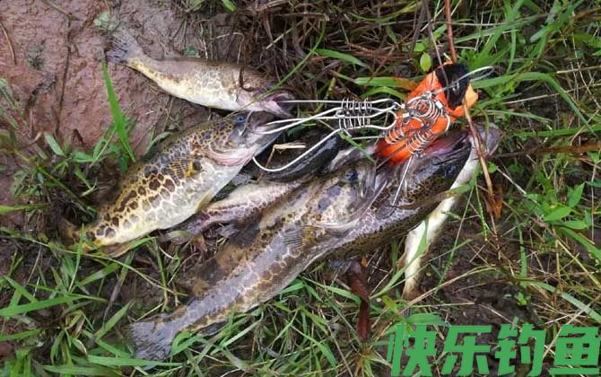 手竿钓鳜鱼怎么钓最好?(图2) 手竿钓鳜鱼怎么钓最好?(图2)