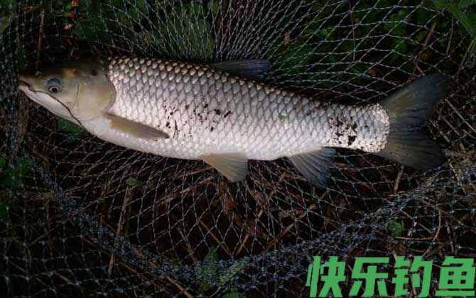 谷麦怎么用七星漂夜钓?(图5) 谷麦怎么用七星漂夜钓?(图5)