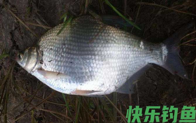 谷麦怎么用七星漂夜钓?(图1) 谷麦怎么用七星漂夜钓?(图1)