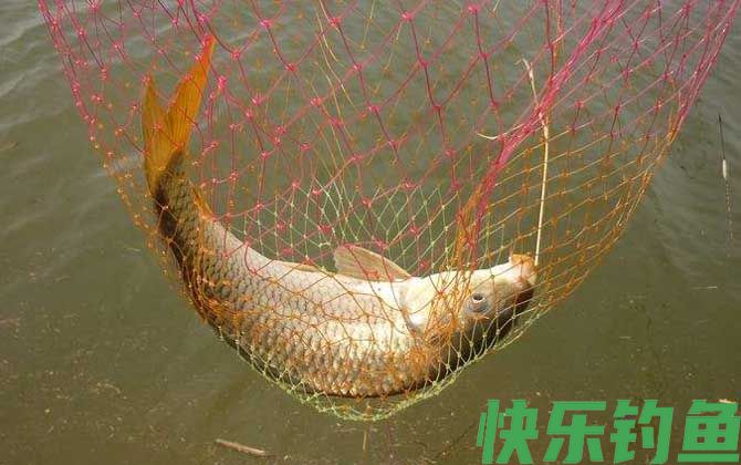 黑坑钓鲤鱼的方法和技巧(图6)