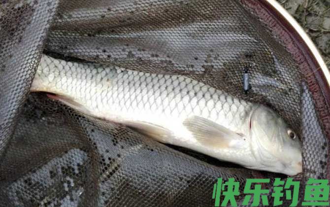 春季钓鲤鱼的最佳方法(图5)
