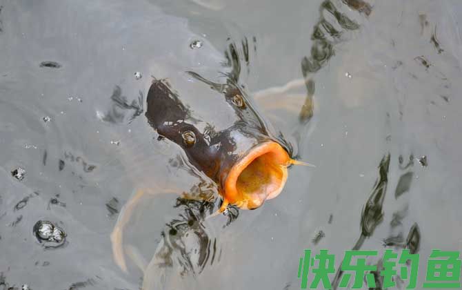 春季钓鲤鱼的最佳方法(图6)