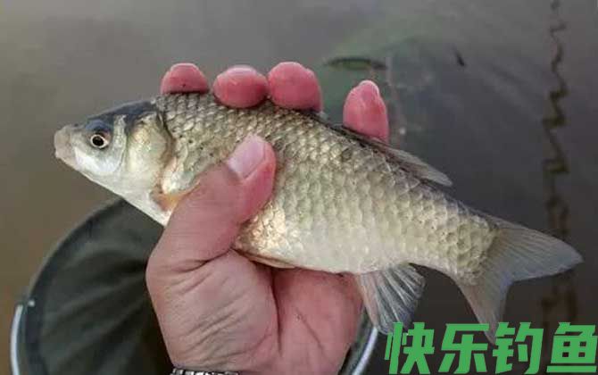 零上5度钓鲫鱼怎么钓?(图4) 零上5度钓鲫鱼怎么钓?(图4)