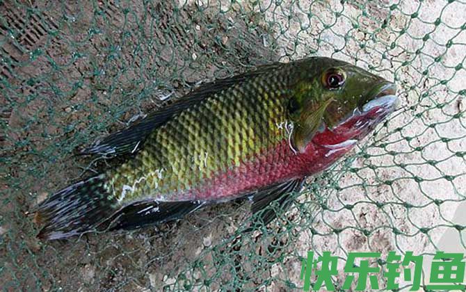 罗非鱼是钓底还是钓浮？(图1)