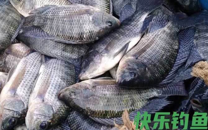 罗非鱼是钓底还是钓浮？(图4)