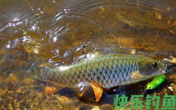 路亚怎么钓军鱼上鱼快?(图1) 路亚怎么钓军鱼上鱼快?(图1)