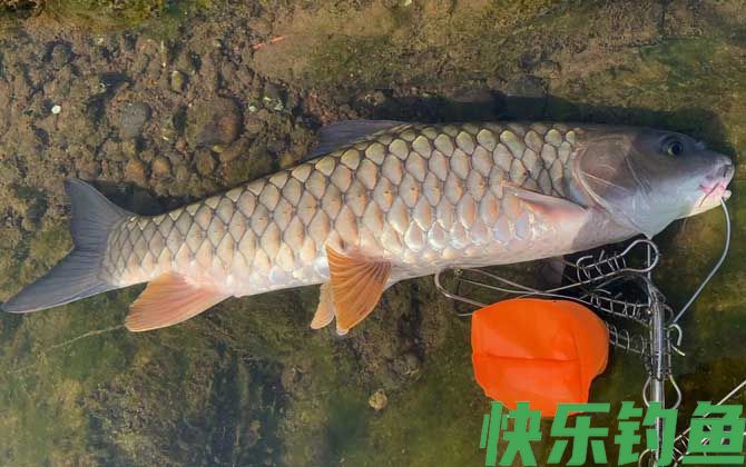 路亚怎么钓军鱼上鱼快?(图2) 路亚怎么钓军鱼上鱼快?(图2)