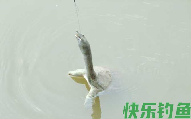钓甲鱼什么地方下钩好？(图2)