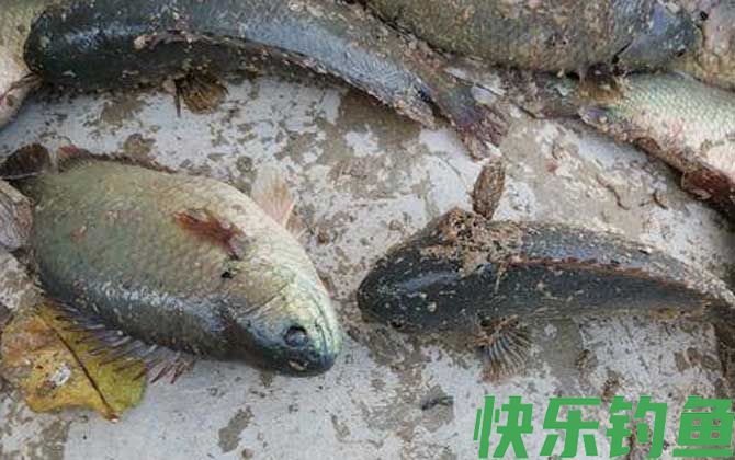 过山鲫怎么钓最快?(图3) 过山鲫怎么钓最快?(图3)