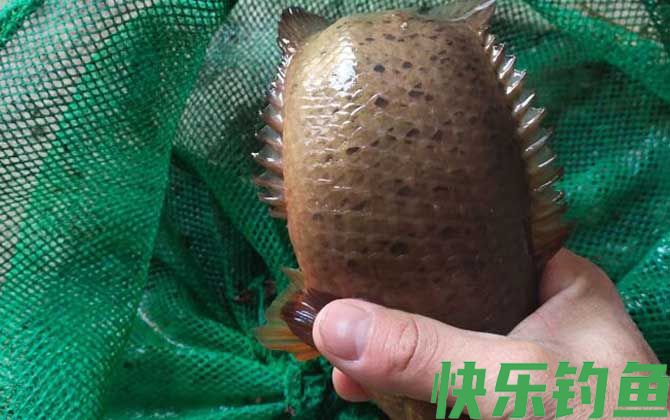 过山鲫怎么钓最快?(图2) 过山鲫怎么钓最快?(图2)