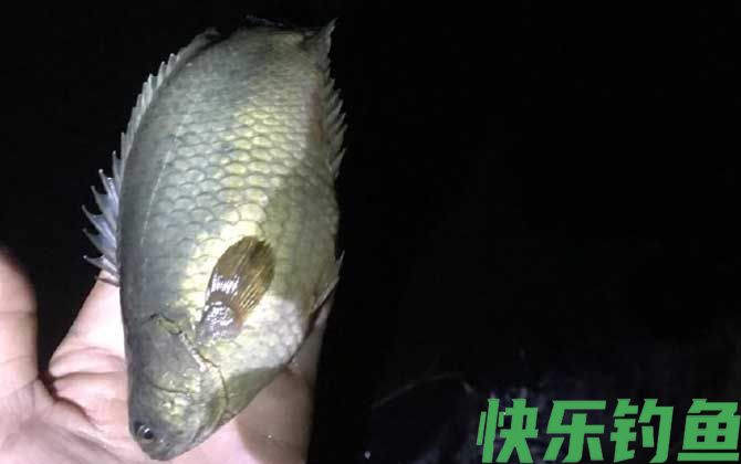 过山鲫怎么钓最快?(图4) 过山鲫怎么钓最快?(图4)