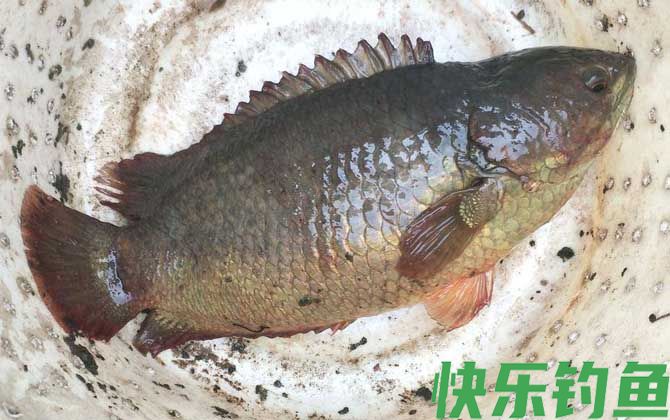 过山鲫怎么钓最快?(图5) 过山鲫怎么钓最快?(图5)
