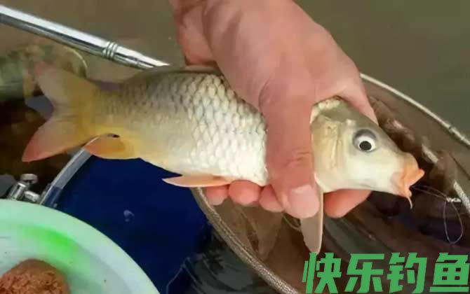 长杆短线怎么钓大鱼?(图6) 长杆短线怎么钓大鱼?(图6)