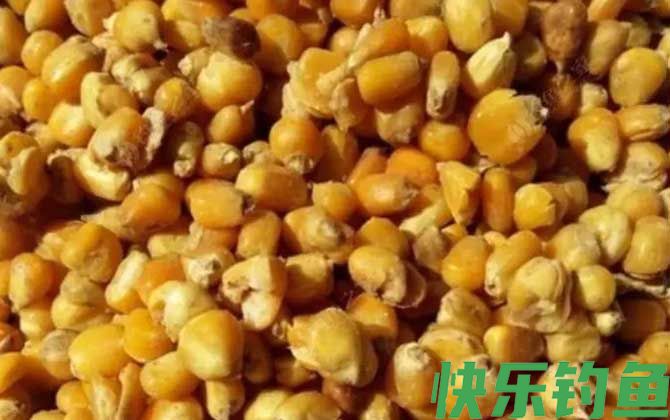 春季玉米钓鱼的技巧和方法(图4)