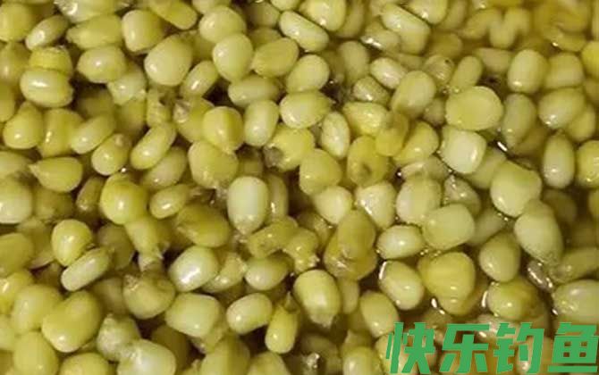 春季玉米钓鱼的技巧和方法(图5)