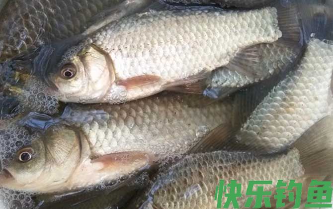 1020帕气压可以钓鲫鱼吗？(图3)