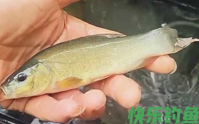 丁桂鱼怎么钓上鱼快？(图2)