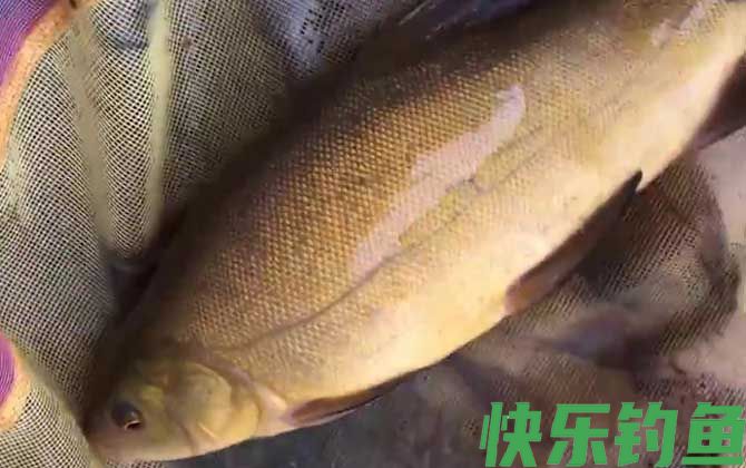 丁桂鱼怎么钓上鱼快？(图4)