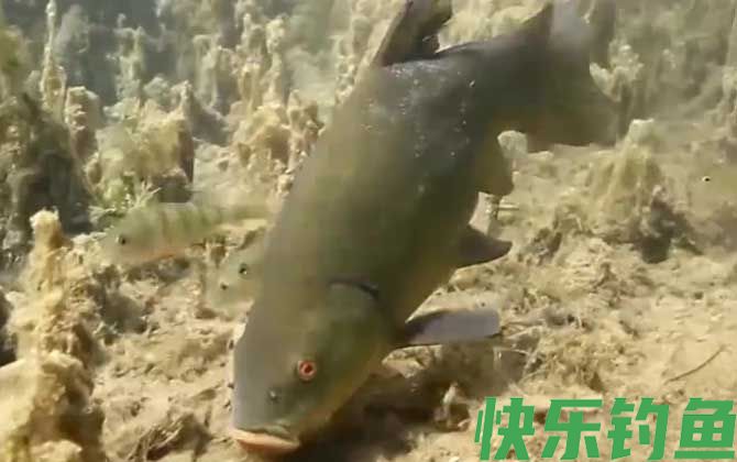 丁桂鱼怎么钓上鱼快？(图3)
