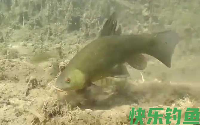 丁桂鱼怎么钓上鱼快？(图5)