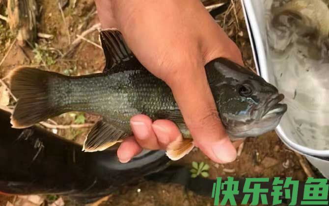 钓太阳鱼的技巧和方法(图2) 钓太阳鱼的技巧和方法(图2)