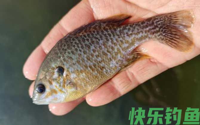钓太阳鱼的技巧和方法(图5) 钓太阳鱼的技巧和方法(图5)