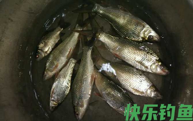 鲮鱼有哪些钓法？(图4)