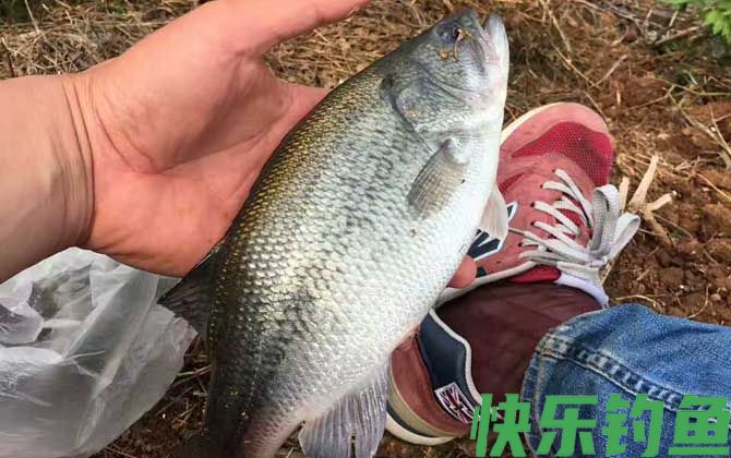 钓鲈鱼的方法和技巧(图1)
