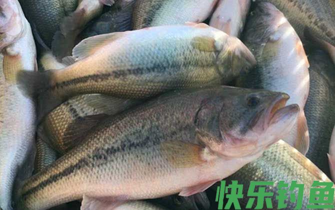 钓鲈鱼的方法和技巧(图3)