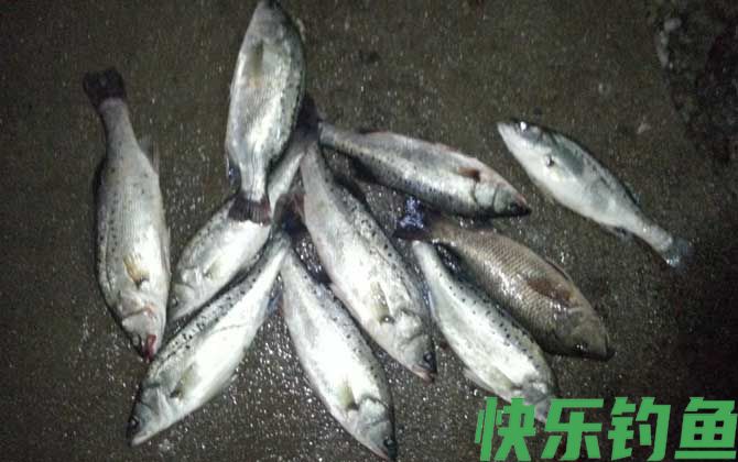 钓鲈鱼的方法和技巧(图6)