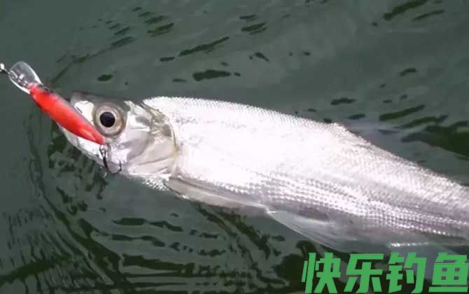 路亚翘嘴鱼的操作手法和技巧(图1) 路亚翘嘴鱼的操作手法和技巧(图1)