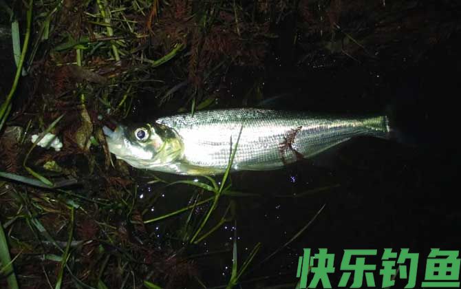 路亚翘嘴鱼的操作手法和技巧(图4) 路亚翘嘴鱼的操作手法和技巧(图4)