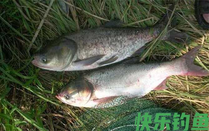怎样快速钓鲢鳙鱼？(图2)