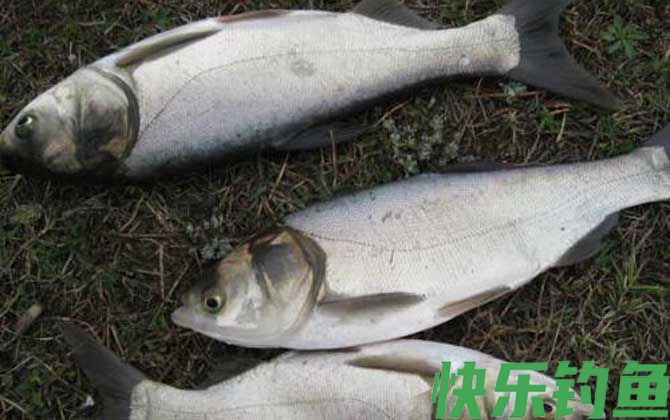 怎样快速钓鲢鳙鱼？(图3)