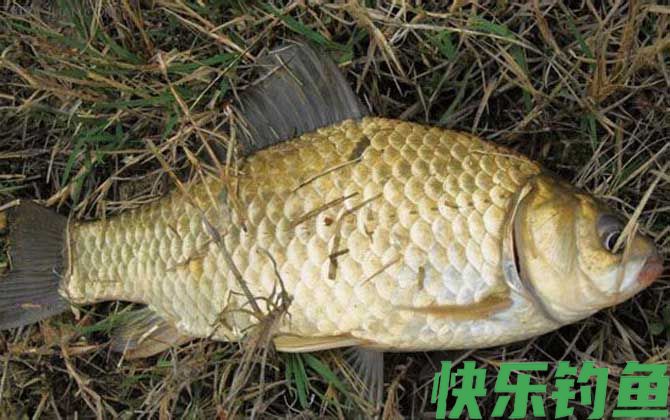 春季钓鲫鱼技巧及注意事项(图3) 春季钓鲫鱼技巧及注意事项(图3)