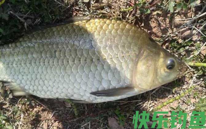 春季钓鲫鱼技巧及注意事项(图8) 春季钓鲫鱼技巧及注意事项(图8)