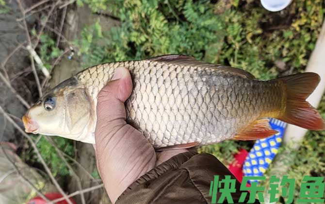钓鲤鱼最佳水深是多少?(图2) 钓鲤鱼最佳水深是多少?(图2)