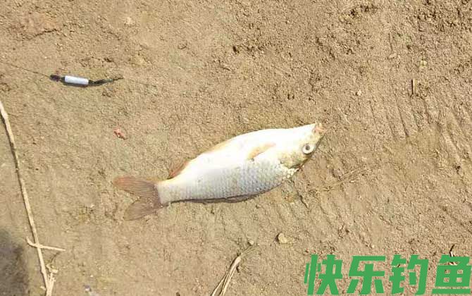 钓鲤鱼最佳水深是多少?(图3) 钓鲤鱼最佳水深是多少?(图3)