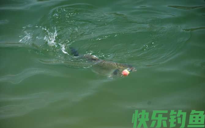 水库钓鲢鳙什么位置好？(图4)