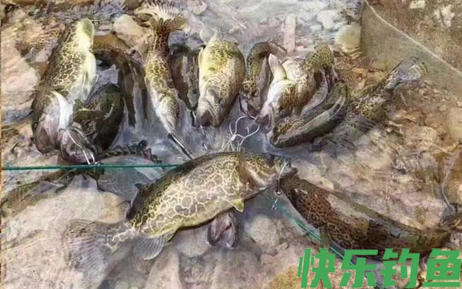 铅头钩钓鳜鱼技巧及注意事项(图1) 铅头钩钓鳜鱼技巧及注意事项(图1)