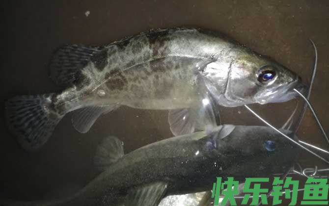 铅头钩钓鳜鱼技巧及注意事项(图4) 铅头钩钓鳜鱼技巧及注意事项(图4)